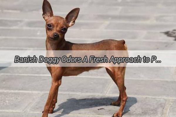 Banish Doggy Odors A Fresh Approach to Pet Hygiene